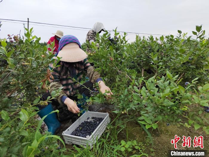 凯时最新首页登录农业大有可为